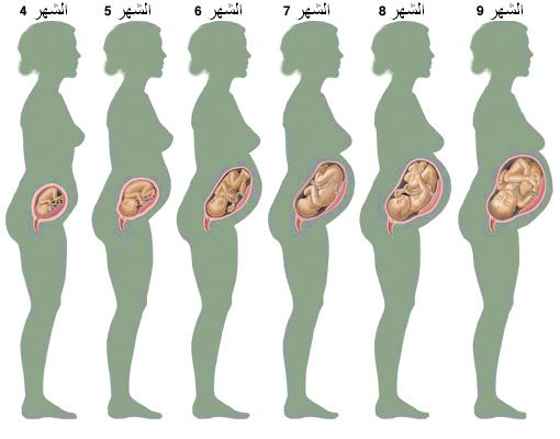 كيف تكون حركة الجنين في الشهر الخامس - تطورات الجنين في الشهر الخامس 7434 4