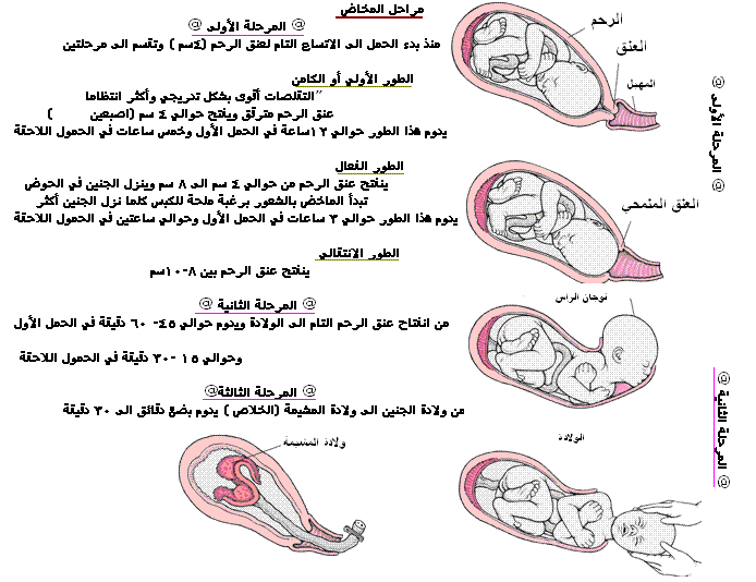 معلومات عن الجنين , المضغة في رحم المراة