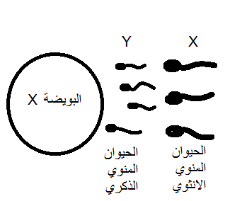 نزول البويضة والحمل بولد , هل تخططي للحمل بولد اقرائي هذا الموضوع