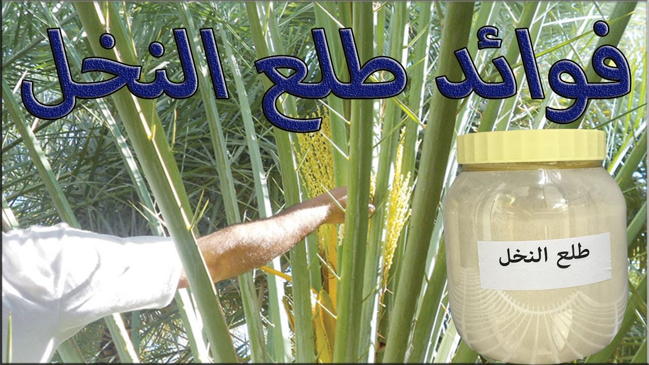 فوائد طلع النخل للنساء 769 2