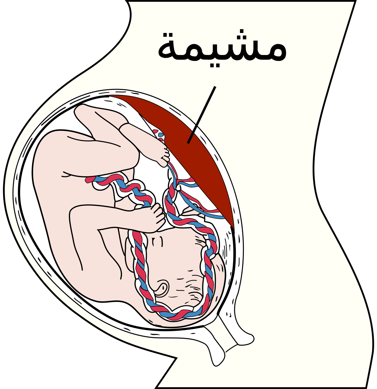 متى تتكون المشيمة - في اي اسبوع من الحمل يكتمل تكون المشيمه 7140 1