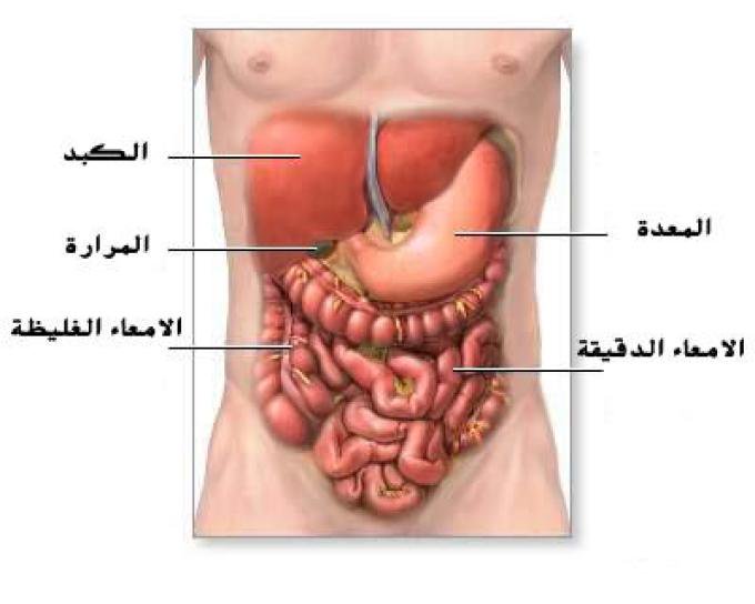 ماهي اعراض المعدة العصبية - عندك الم في معدتك تعالى اقولك بعض الاسباب 2046 2