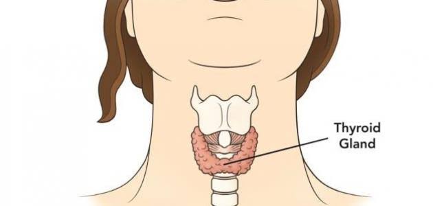 ما هو هرمون Tsh - كيفيه علاج فرط نشاط الغده الدرقيه 7228 4