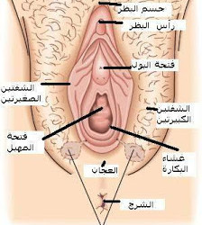 اين يقع غشاء البكارة - معلومات تهم كل فتاة عن غشاء البكارة 1994