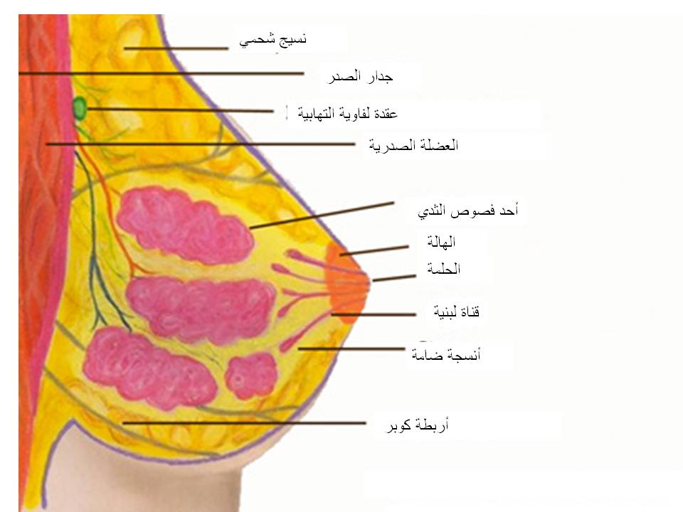 صور سرطان الثدي - اعراض واسباب سرطان الثدي 4032 10