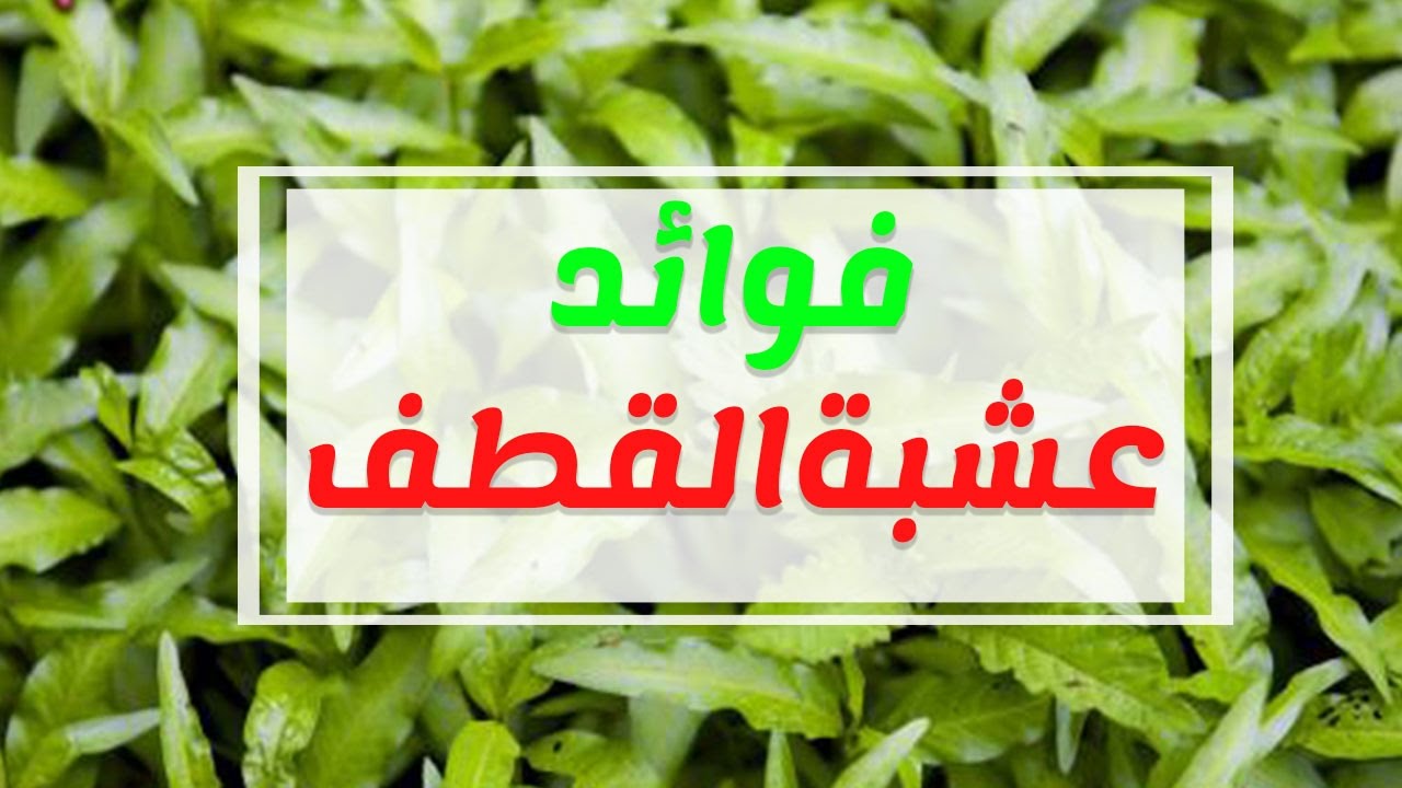 فوائد عشبة القطف 788 3