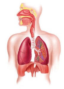 علاج التهاب الشعب الهوائية بالاعشاب حقيقة ام خرافة قد تضرك , هل شرب كميه مناسبه من الاعشاب الطبيعيه يضر الشعب الهوائية