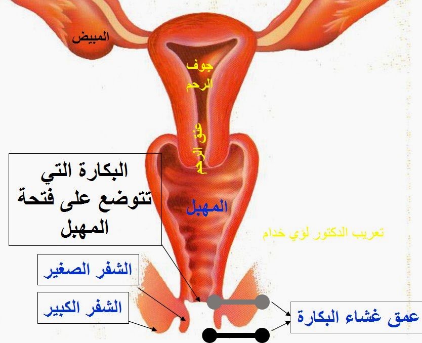 اين يقع غشاء البكارة - معلومات تهم كل فتاة عن غشاء البكارة 1994 2