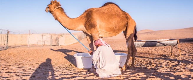 فوائد حليب الابل , تعرف علي الحليب المعجزه الخارق