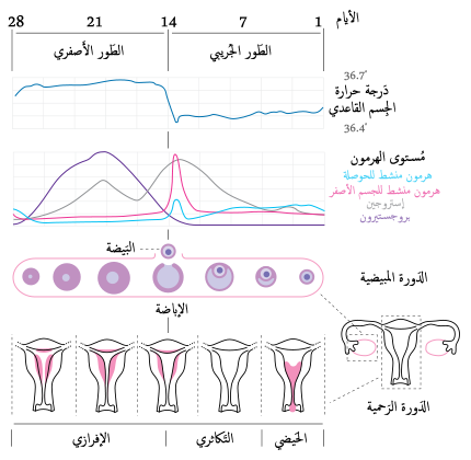 مدة الدورة الطبيعية - التوعيه الصحيه للمراه 339