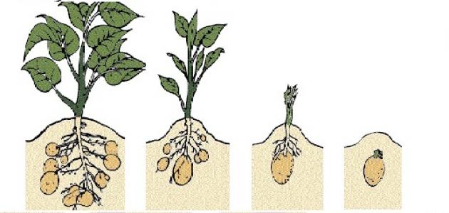 مراحل نمو النبات للاطفال - تعليم الطفل بالشرح مراحل نمو النبات 3130