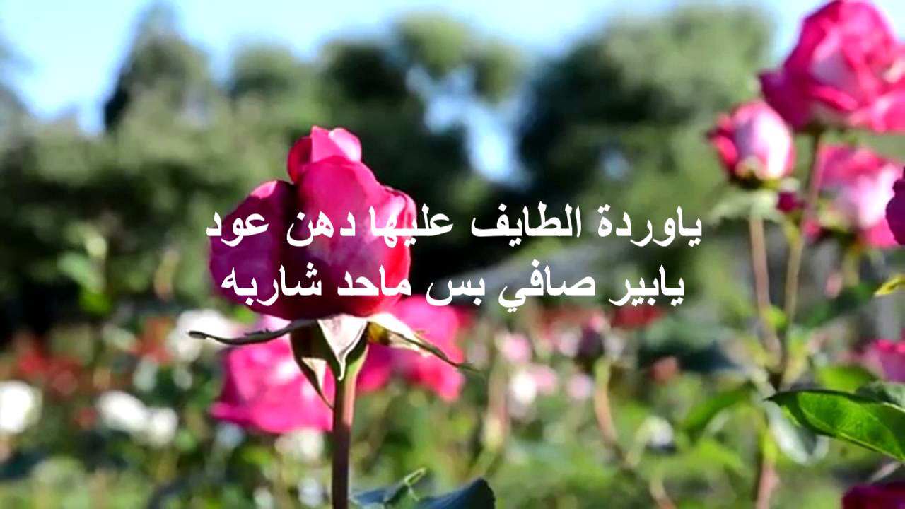 كلمات من ورد - اجمل عبارات قيلت على صور من الورد 3158 1