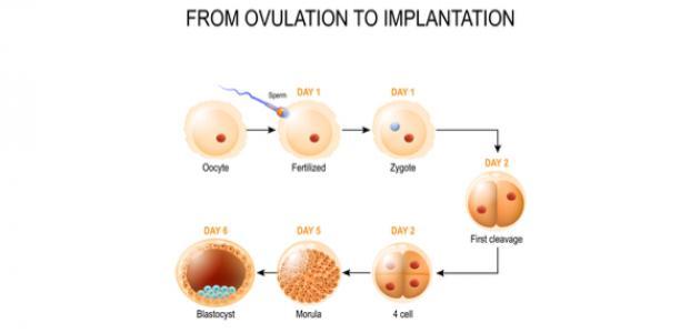 متى يحدث التعشيش بعد التلقيح , علامات تؤكد تلقيح البويضه