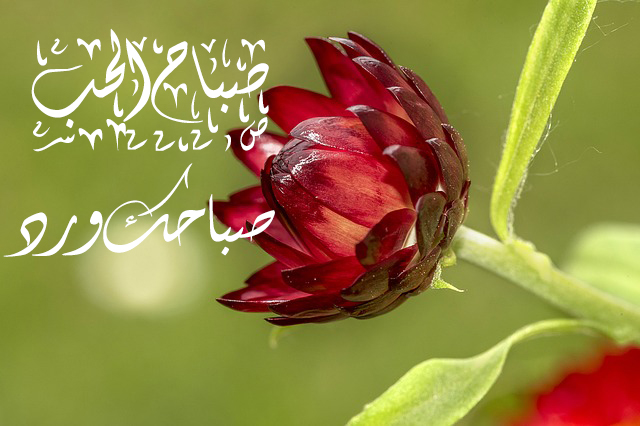 صباح الحب بالصور - صور صباح الحب رائعة 3527 6