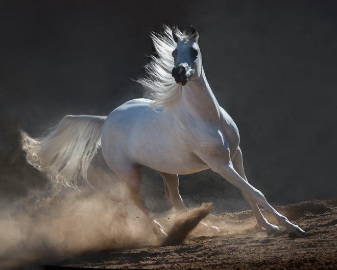 صور الخيل الاصيل - اصل الخيل الخيول العربية في البدو 2061 12