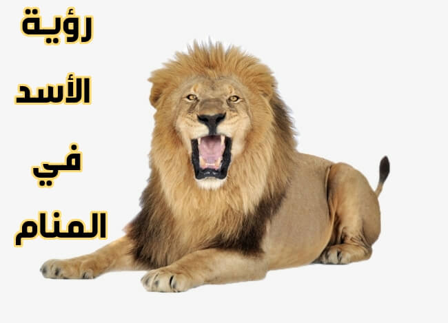 الاسد في المنام - ما الدلالات والتفسير الصحيح لرؤيه اسد في المنام 10736