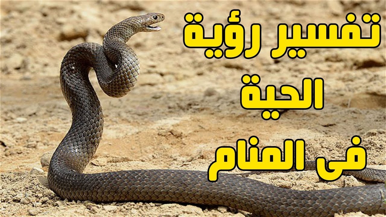 رؤيا حيه في المنام , تفسير رؤيه الحيه في المنام