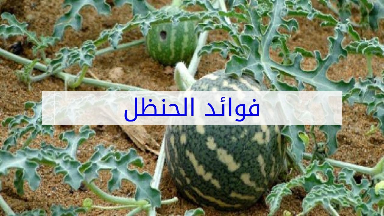 فوائد نبات الحنظل , ما لا تعرفه عن نبات الحنظل