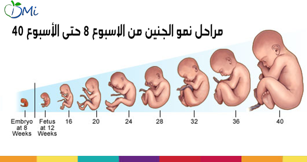 معلومات عن الجنين - المضغة في رحم المراة 2211