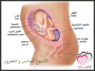 الاسبوع السادس والعشرين من الحمل , شعور الشهر السابع من الحمل