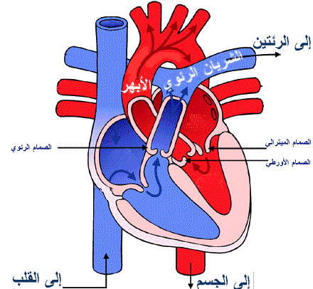 اسباب نغزة القلب - هل نغزه القلب مؤشر خطر 7352