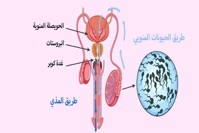 السائل الذي يخرج من الرجل قبل القذف هل يسبب الحمل , هل المذي يسبب حمل من فوق الملابس