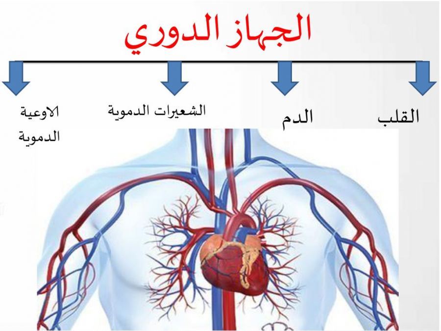 بحث عن جهاز الدوران