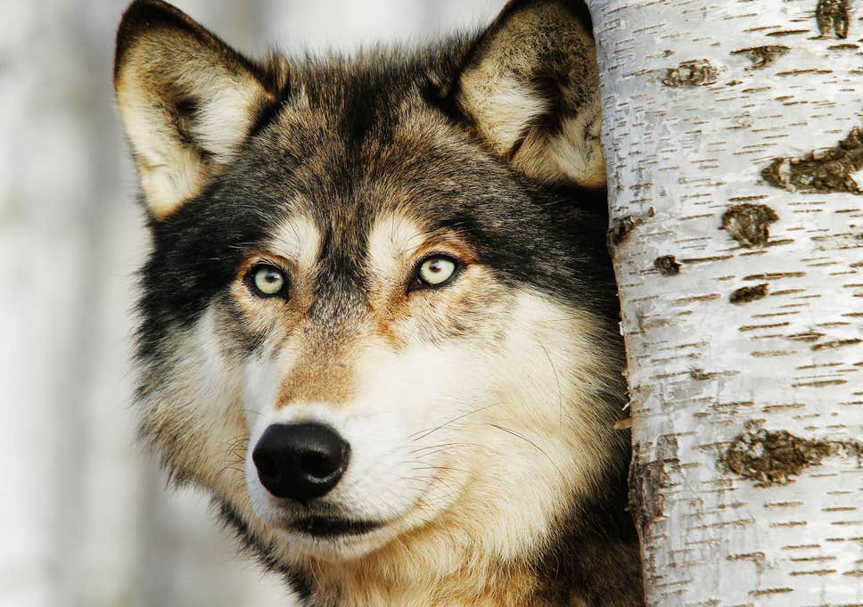 اسم الذئب بالانجليزي - The Wolf الكلمة المرعبة 1125 8