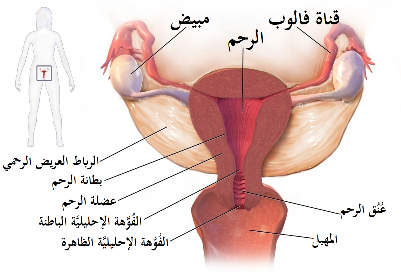 الم في المهبل بعد العاده , اسباب التهاب المهبل