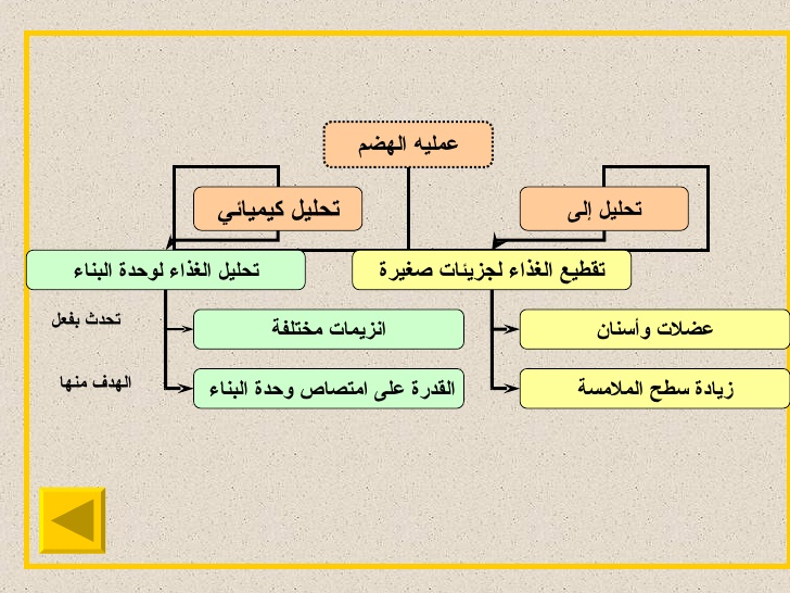 اين يتم هضم المواد البروتينية , تعرف علي عمليه الهضم