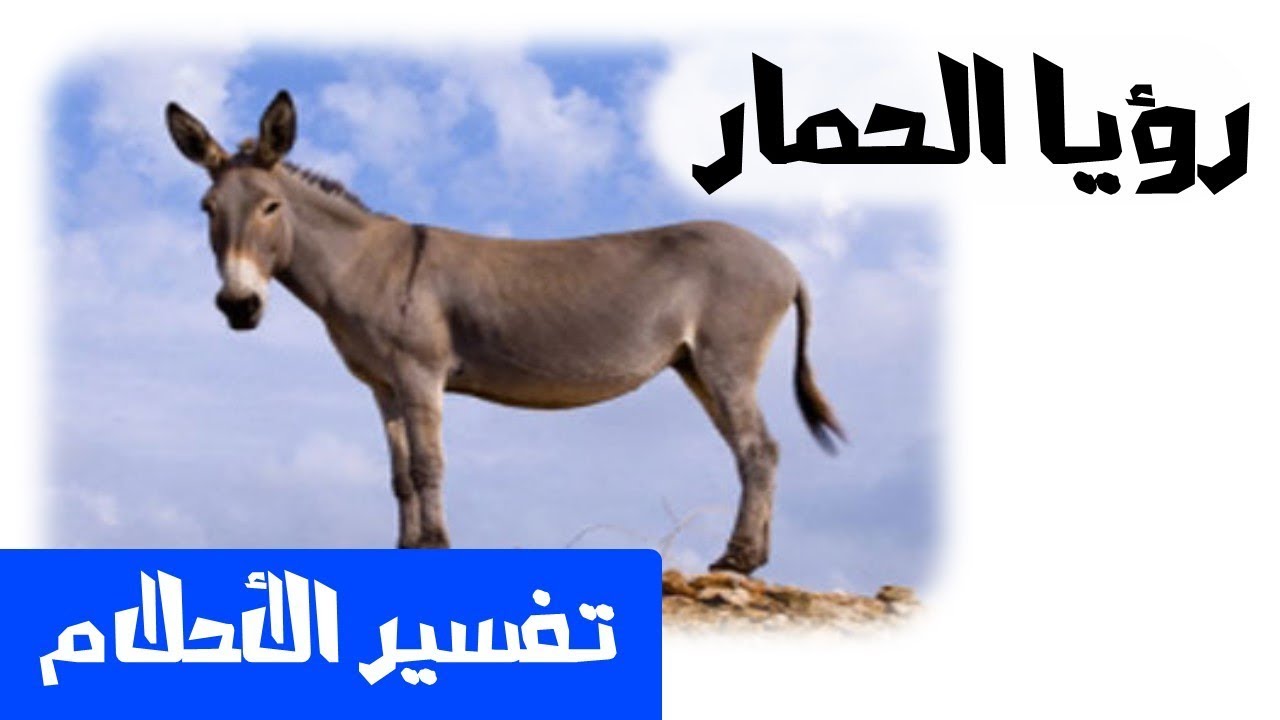 تفسير حلم الحمار الهائج - رؤيه الحمار الهائج في المنام 326 3