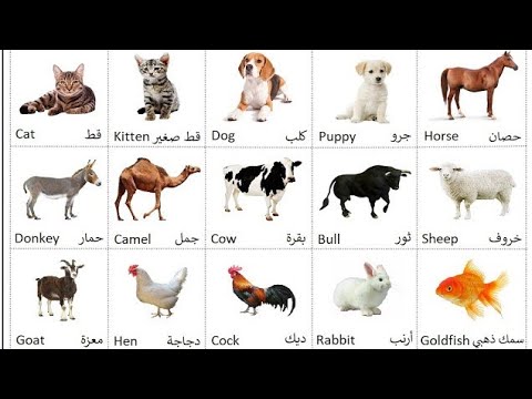 أنواع الحيوانات للأطفال